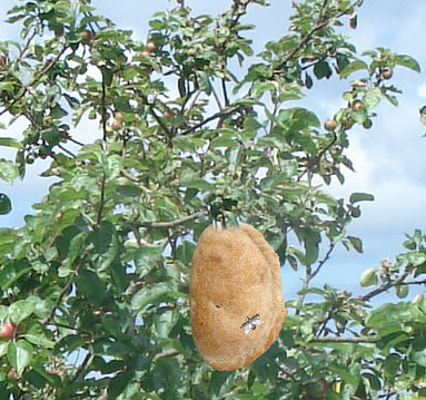 The so-called pasty fly