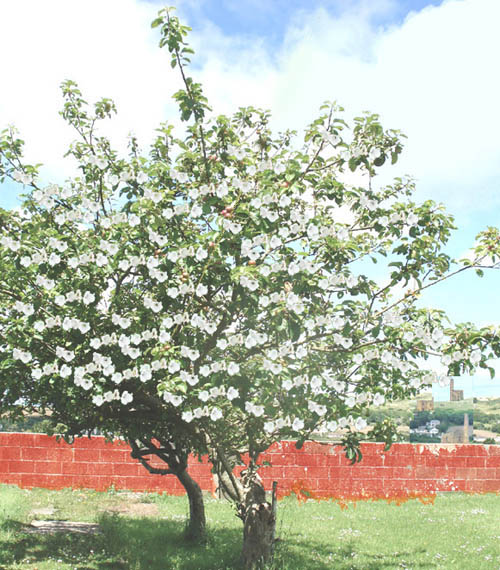 Pasty tree in flower